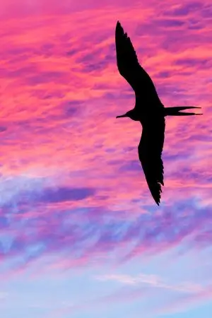 Na obrazie widnieje sylwetka ptaka lecącego na tle spektakularnego, wielobarwnego nieba. Niebo jest w odcieniach różu, fioletu, i błękitu, tworząc niezwykły, niemal malarski efekt, przypominający zachód słońca. Ptak jest przedstawiony w czarnej sylwetce, z szeroko rozpostartymi skrzydłami, nadając mu majestatyczny wygląd.