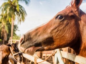 cytaty BoJacka Horsemana