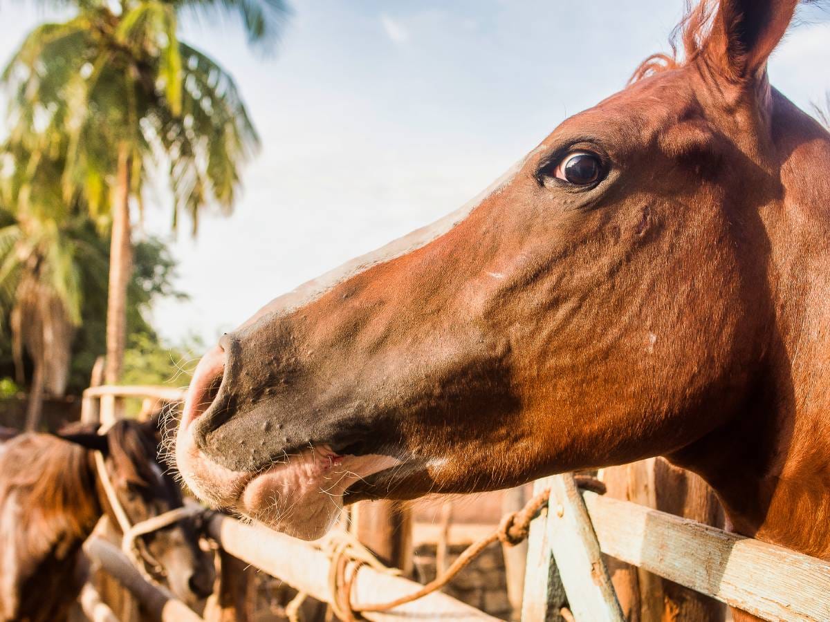 cytaty BoJacka Horsemana