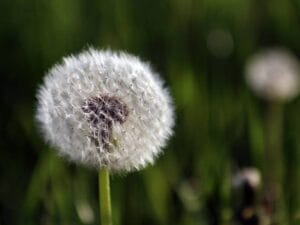 Kwiat mniszka w ostatnim stadium jako tzw. dmuchawiec.