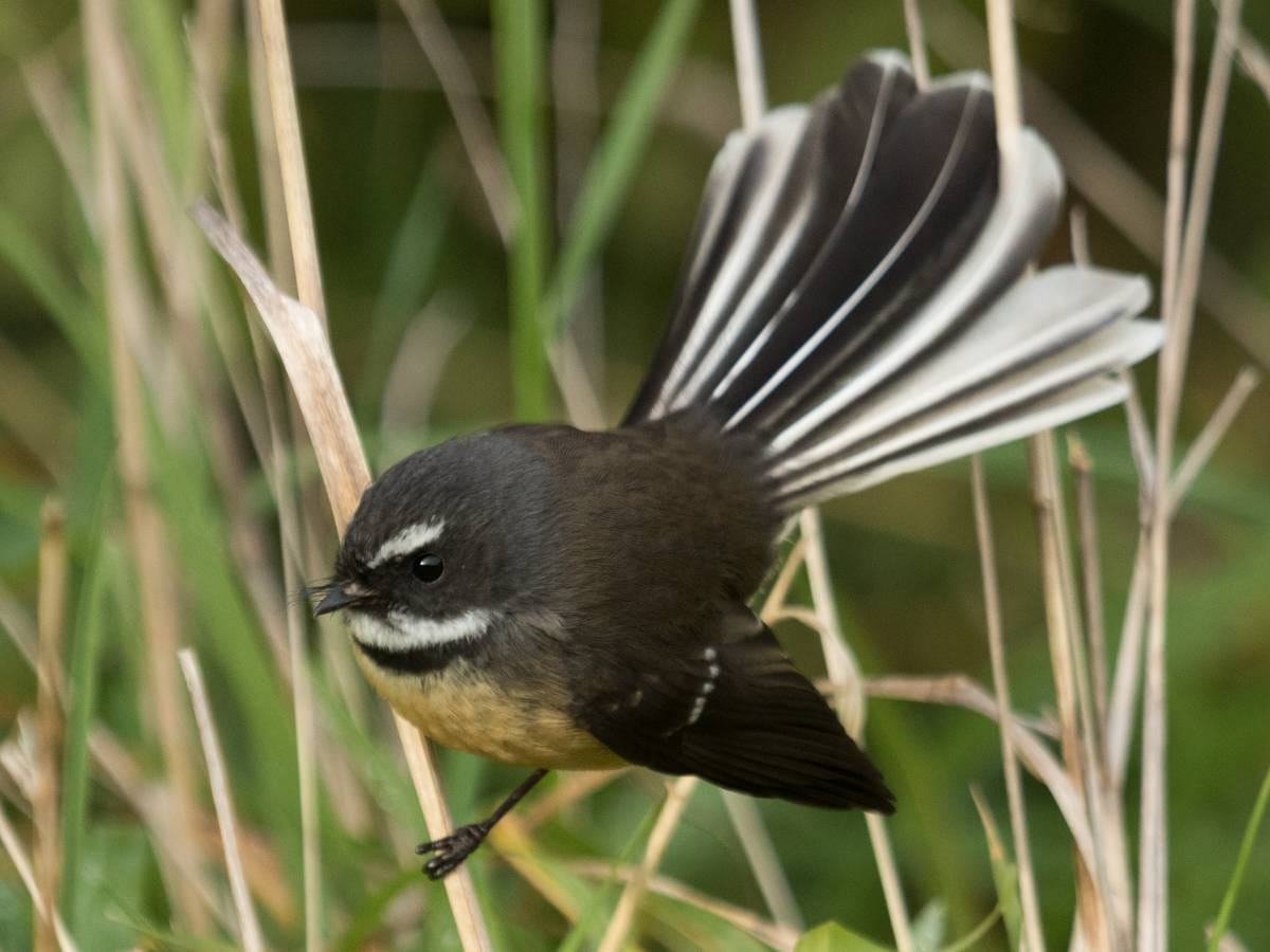 ornitologia - ptak w locie